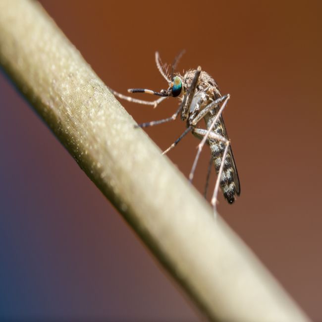 Onderzoek naar virusoverdracht in muggen en aderverkalking